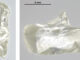 alrosa-01-alrosa-01-80x60
